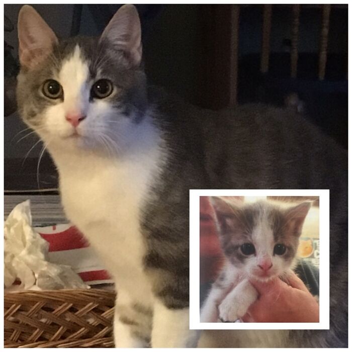 Nanny, My House Demon, Rescued At 5 Weeks From The Side Of A Highway And Now At 2 Years.