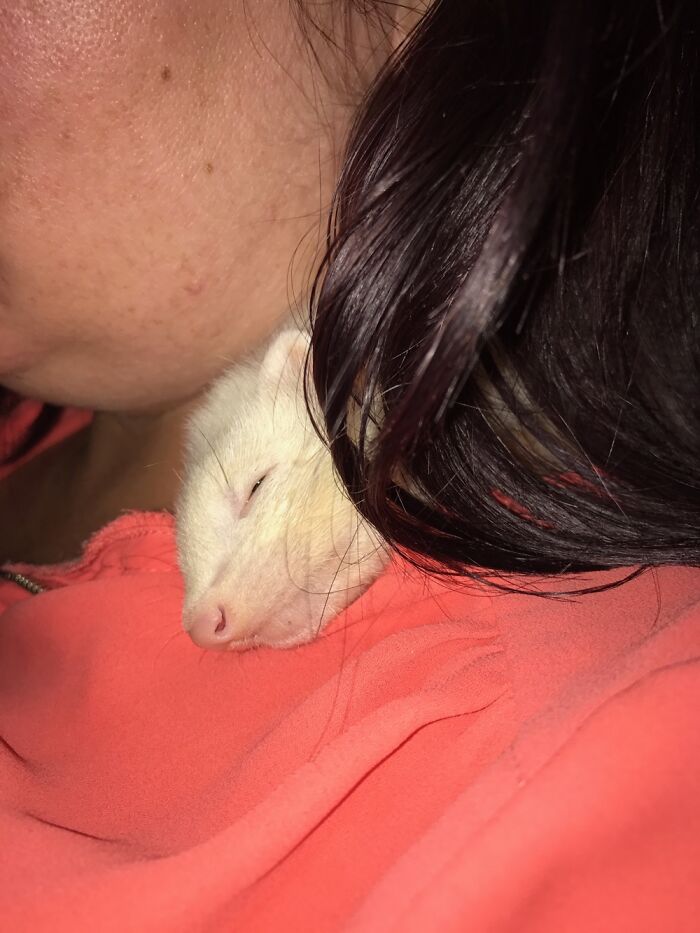 Steve The Ferret They Say I Brought Him Home