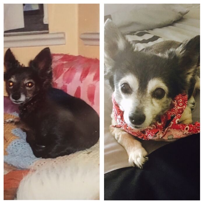 Buster A Cpl Weeks After We Rescued Him. He Was Around 3 Years Old. That Was 14 Years Ago