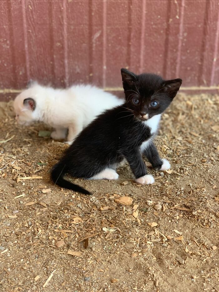 Our Baby Barn Kitties At 4 Weeks Old.