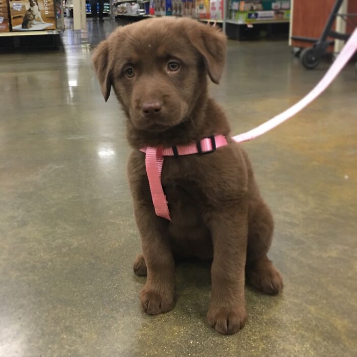 Our Sweet Puppers At 6 Weeks Old. 💕