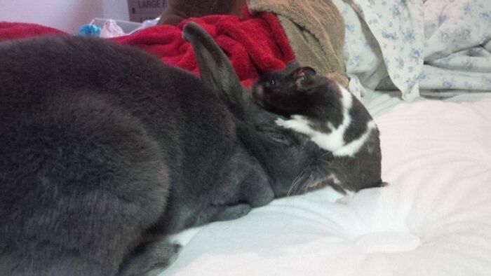 These Are Bffs, My Bunny Hoppers And Hamster Fat Hammy