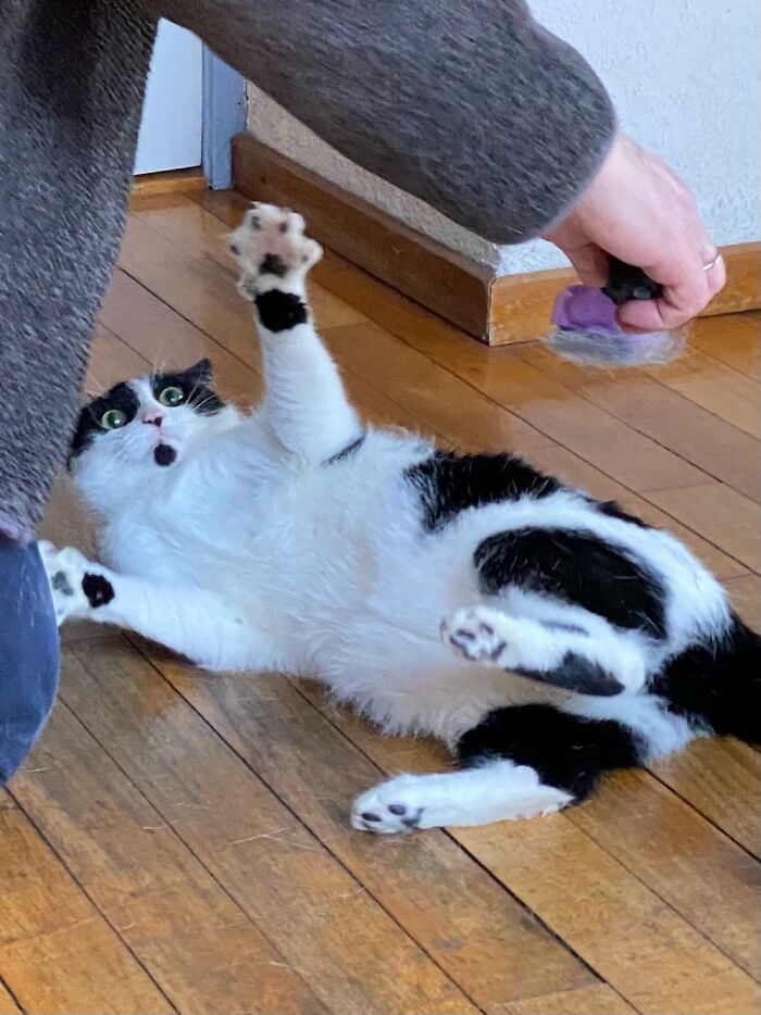 Dont You Dare Touch Me Hooman