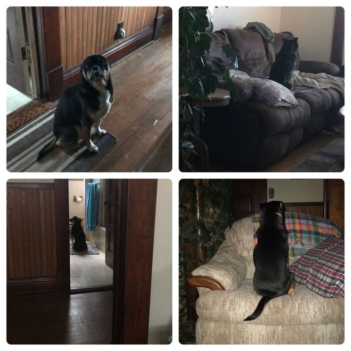 My Pittie Literally Goes Off And Pouts When He Feels He Is Not Getting Enough Attention