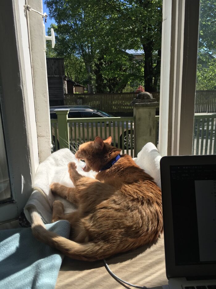 My Cat Hektor Is An Old Grumpy Dude Inside Who Likes To Yell At People From The Window