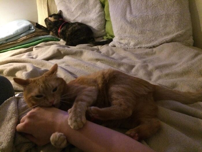 „i Said You Can Per Me 2,5 Times. Not 2. Not 3.”