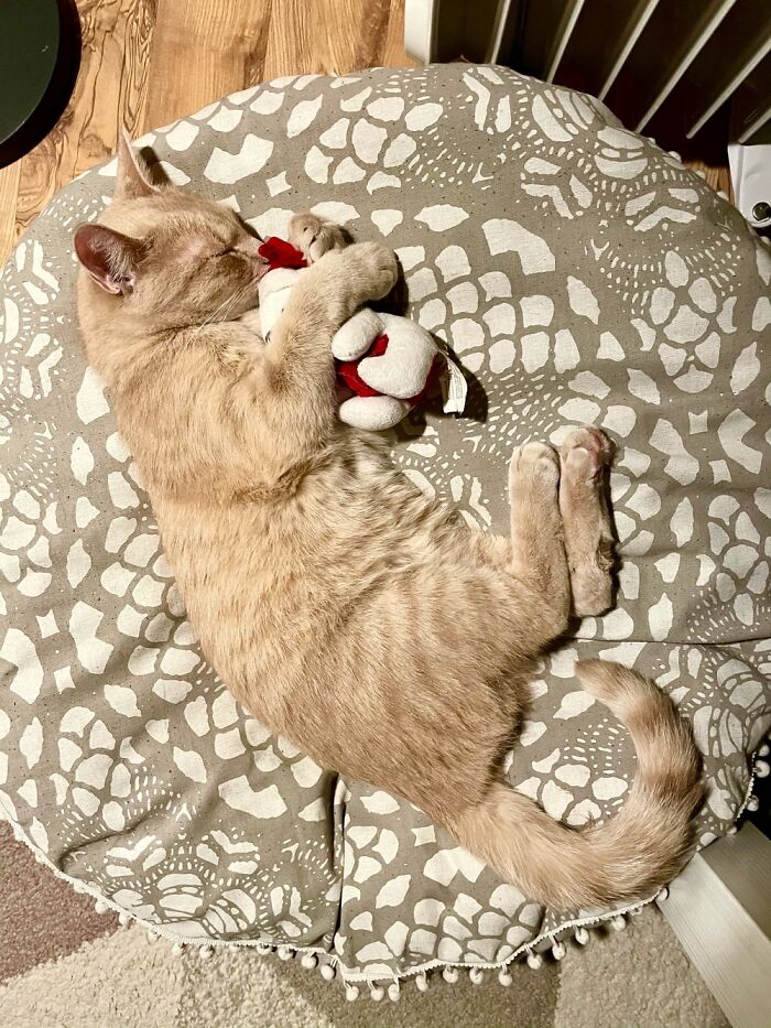 Odysseus - Rescued From The Animal Shelter In December 2020