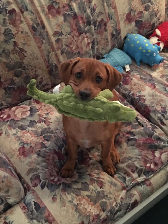 Zoe With Her Florida Gator