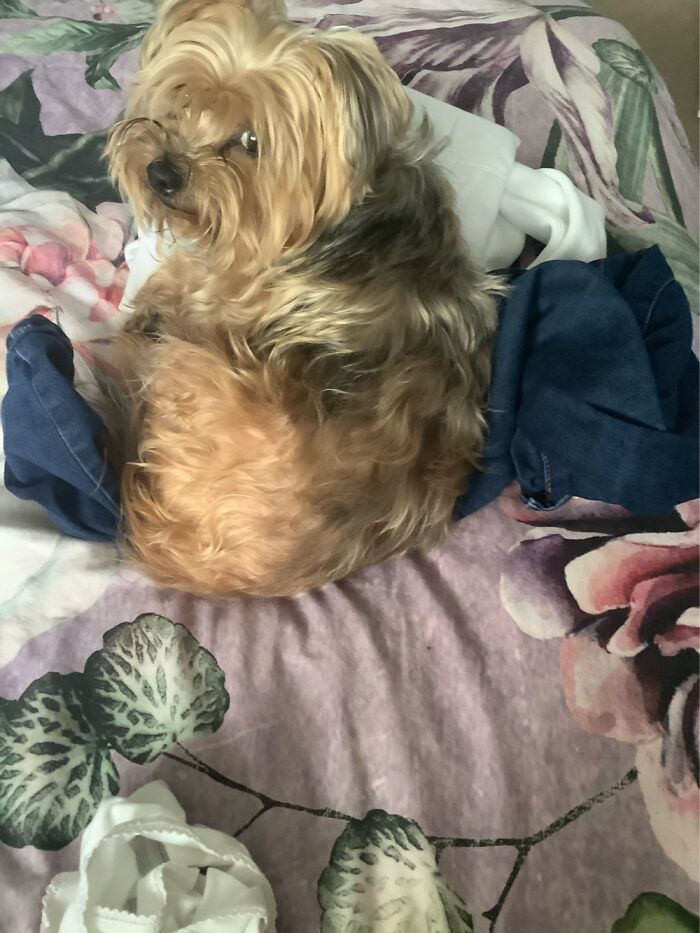 Honey Has Kidnapped My Clothes, So I Can’t Go To Work!