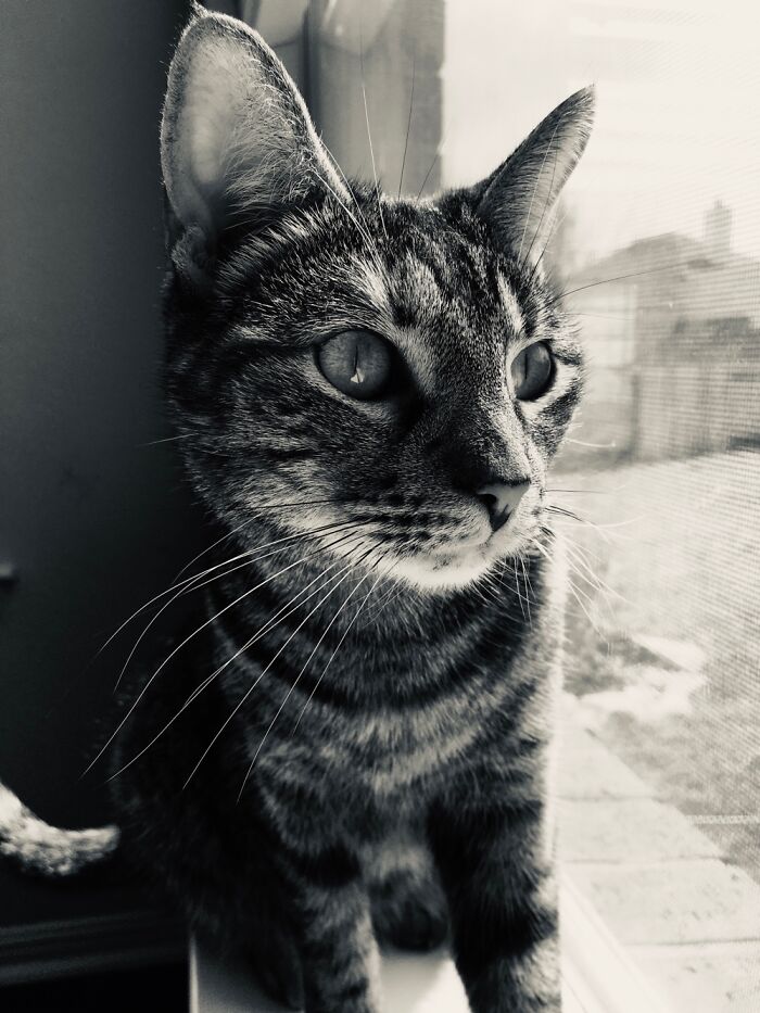 This Is My Cat Tabbers