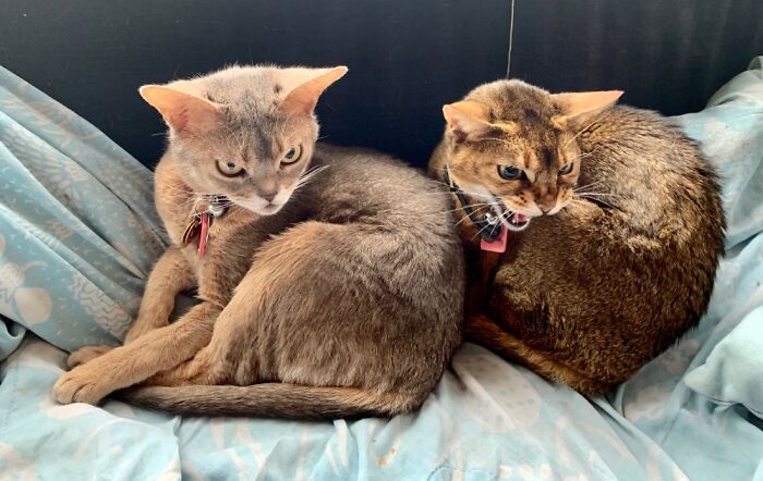 And Then The Dog Came In The Room...