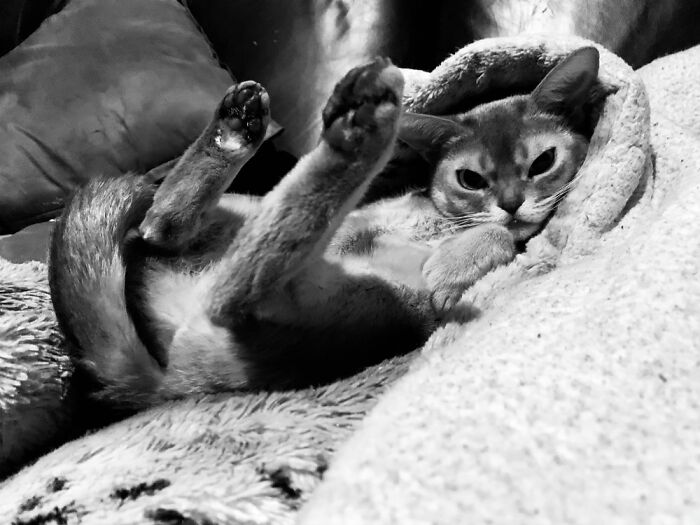 Seshen After Belly Rub