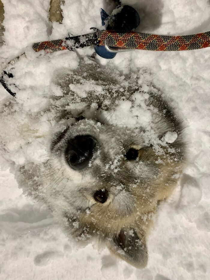 Kostyavit The Snow Beast