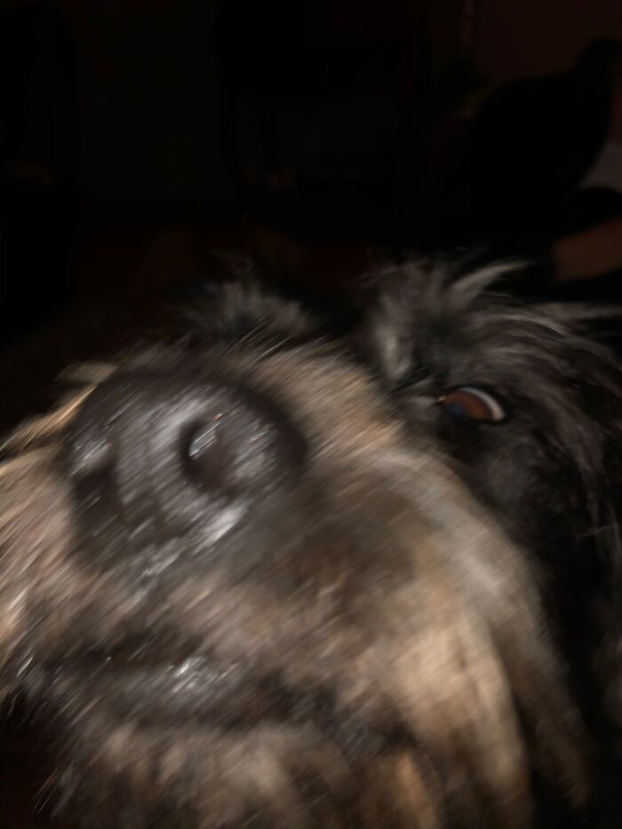 This Is Gus, He Doesn’t Photograph Well :)