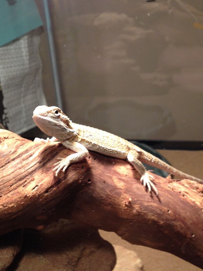My Bearded Dragon, He Died A Few Years Ago