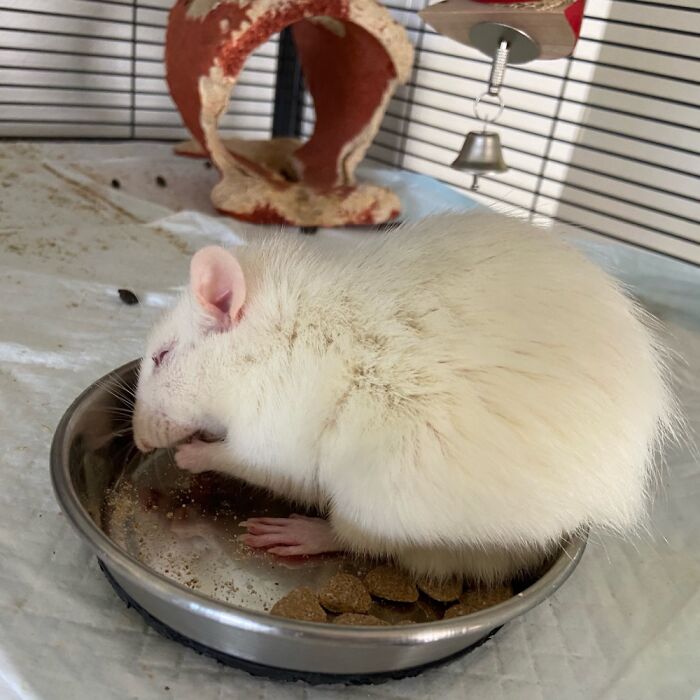 Ada Becoming One With Her Food.