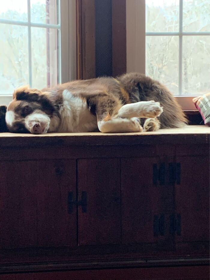 Already Got This Aussie But He Needs A Buddy!!