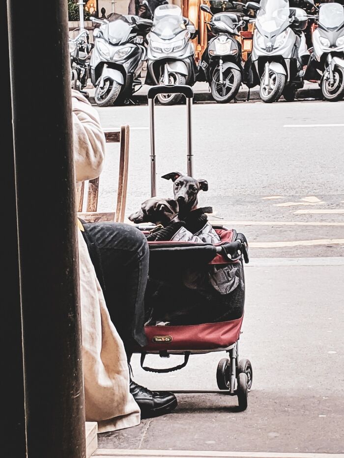 I Saw These Little Guys In A Paris Cafe