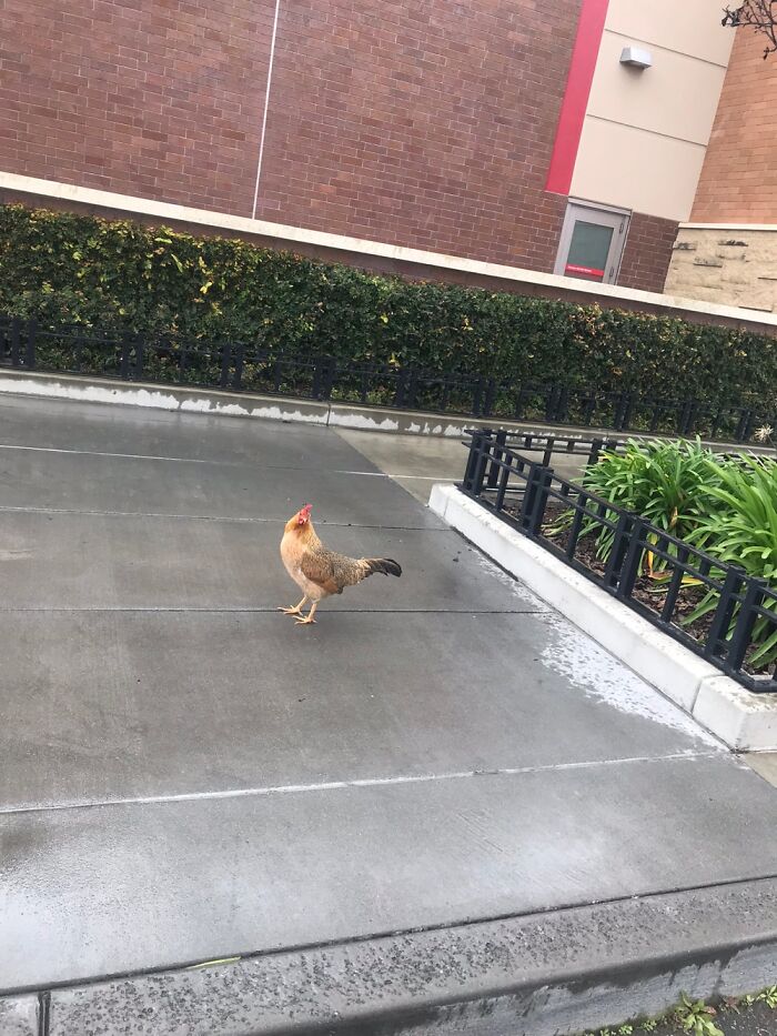Why Did The Chicken Cross The Road . . . To Get To Target
