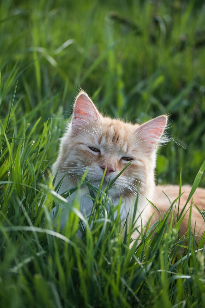 In Joying Life As Cat.