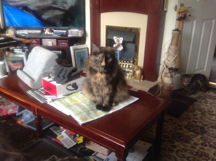 Here Is Lacy, A Rescue Cat Sitting On The Coffee Table With Oi Behind Her. Two Of Our 6 Cats