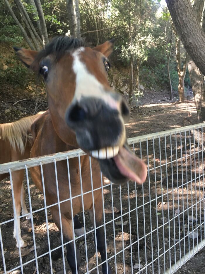 Told A Joke To A Horse
