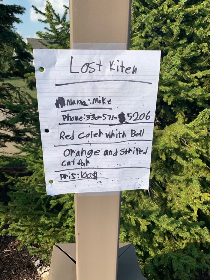 Best Lost Cat Sign Evvah