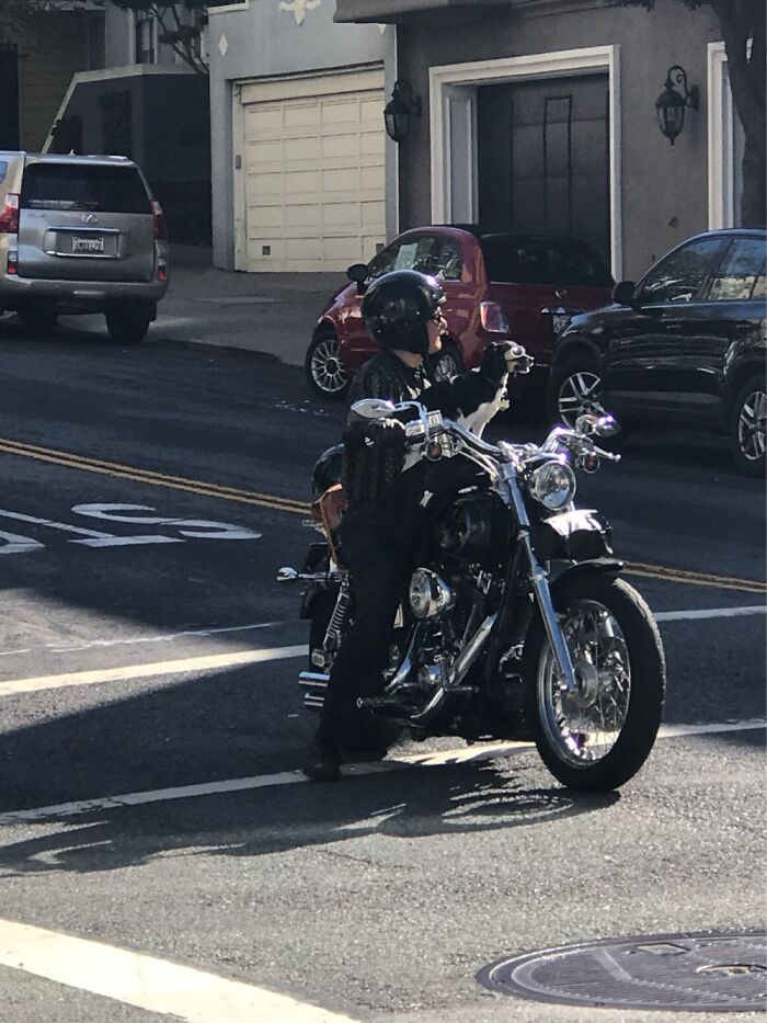 Dogs Riding Motorcycles In San Francisco
