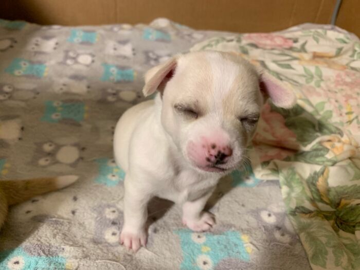 Bo: “I Is Just About Asleep”