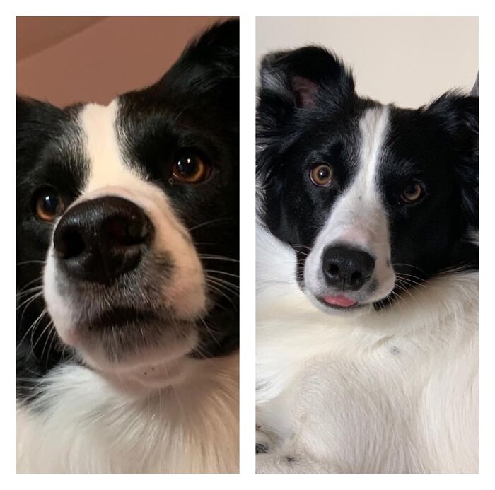 Tali The Four-Legged Fiend