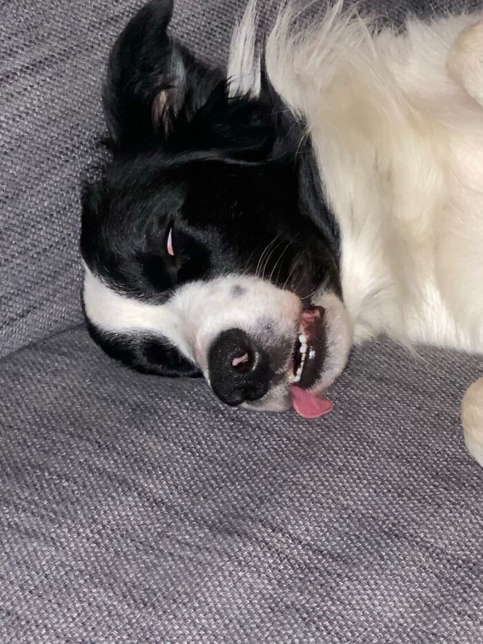 Tali...... So Elegant When He’s Asleep!