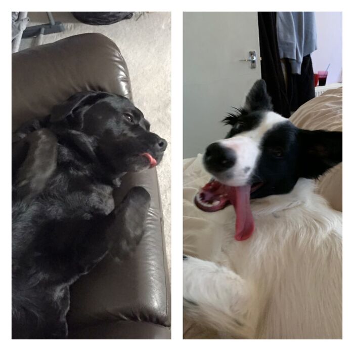 Ruby And Tali.... Two Derpy Doggies...