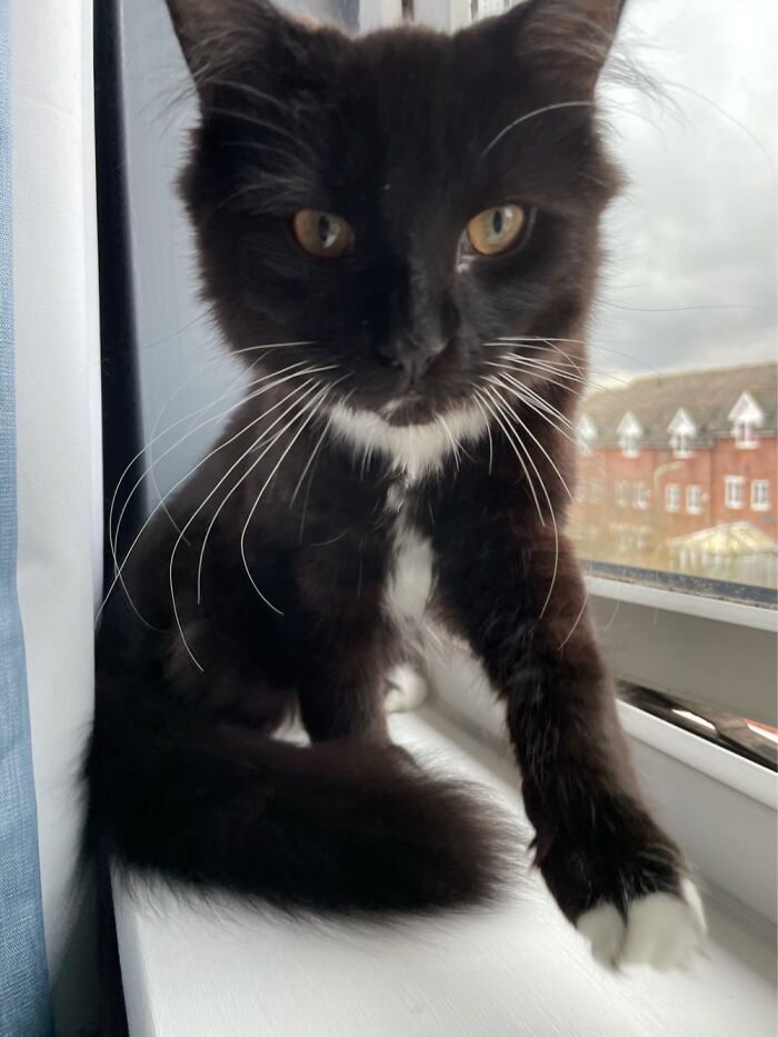 Every Time I Go To Take A Photo, Albus Comes To Me For Snuggles. So He’s Always Walking In Pics