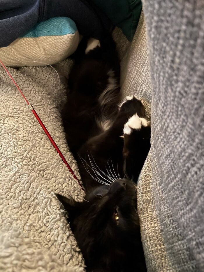 Albus Sunk Into The Sofa And Simply Accepted His Sleepy Fate!