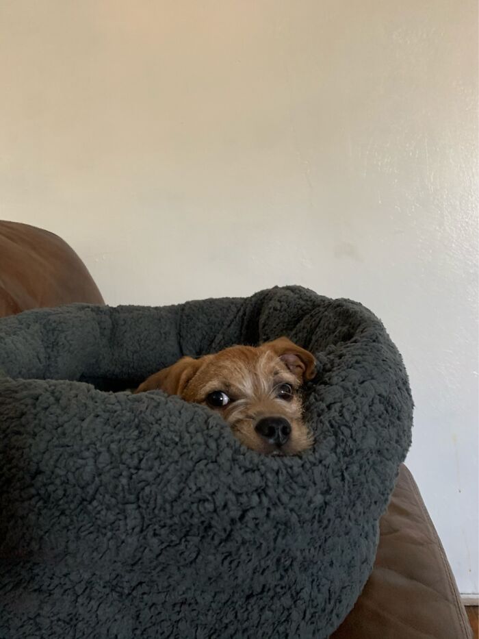 Brand New Bed. I Think Seamus Likes It.