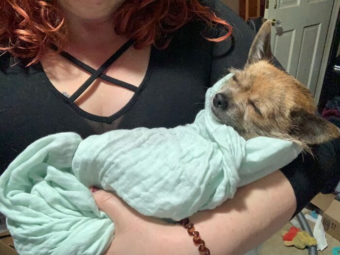 Wrapped Him In His New Blankie And He Immediately Fell Asleep.