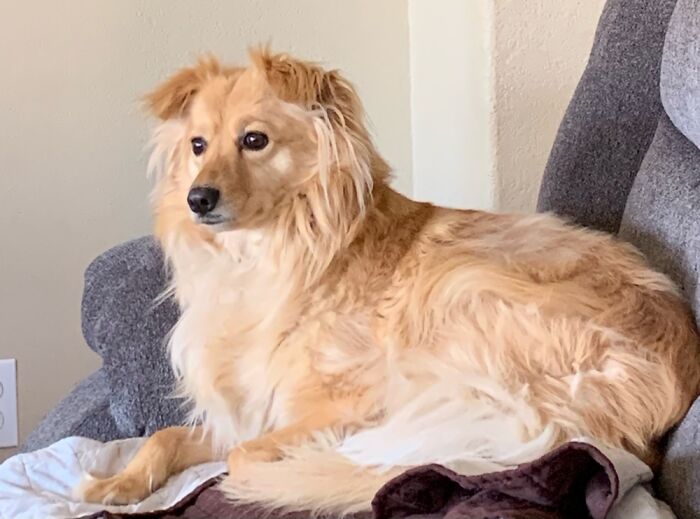 Amber. Rescue Australian Border Collie. Stone Deaf. Knows Basic Sign Language. Loves Pets!