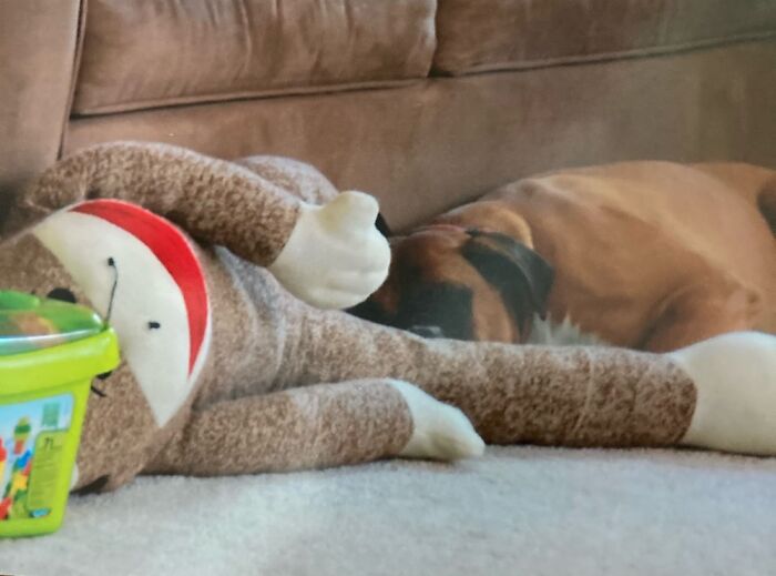 This Is Roxy. Roxy Is Cuddling With Sock Monkey. Roxy Died Last October. :(