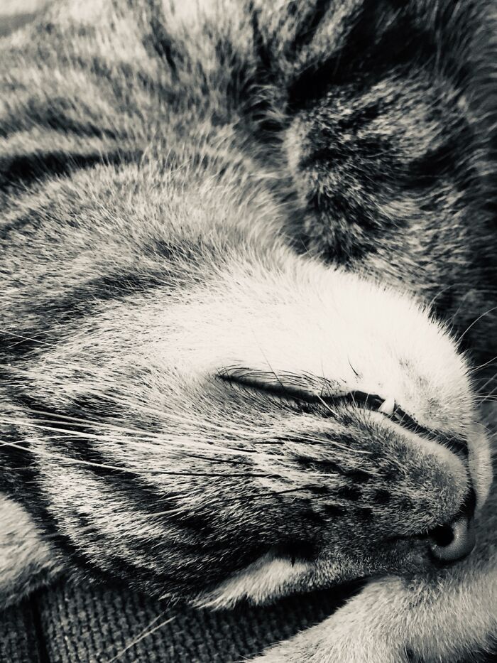 Tabbers And Her Snaggle Tooth