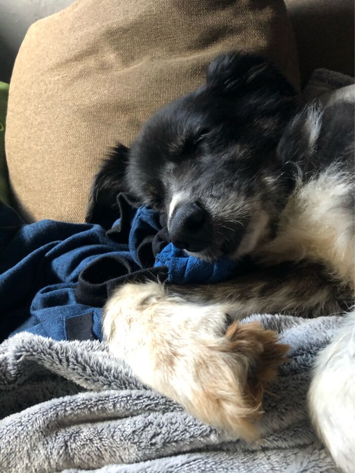 My Beautiful (Almost) 14yr Old Baby, Ripley. Who’s The Goodest Boy?! 🥰😍