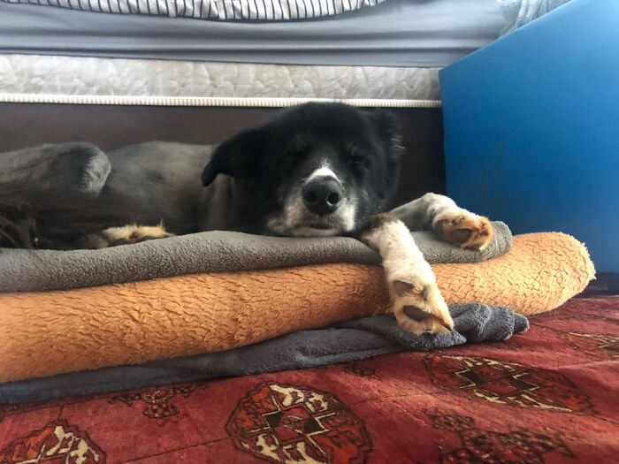 My Beautiful (Almost) 14yr Old Baby, Ripley. Who’s The Goodest Boy?! 🥰😍