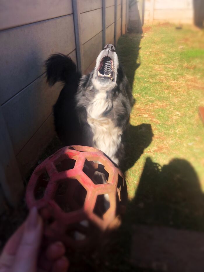 “Bbaaaaaalll!” - Goodest Boy Ripley