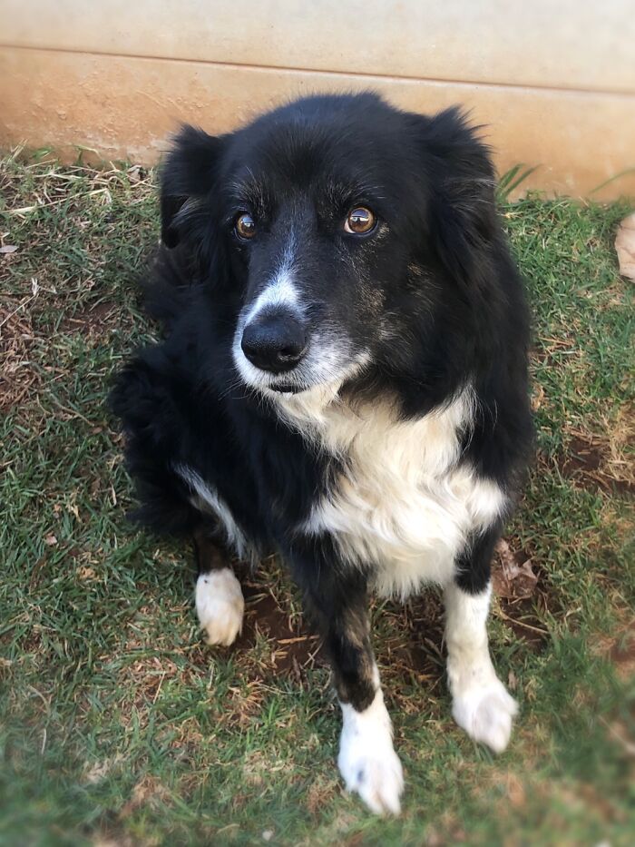 My Beautiful (Almost) 14yr Old Baby, Ripley. Who’s The Goodest Boy?! 🥰😍