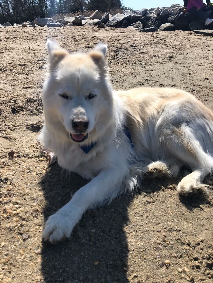 A Wholesome Photo Of My Dog, Finley’s, Very First Time At A Beach. He Loved It!