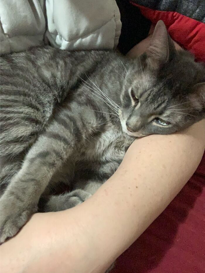 The Grey Mouser Dozing Off