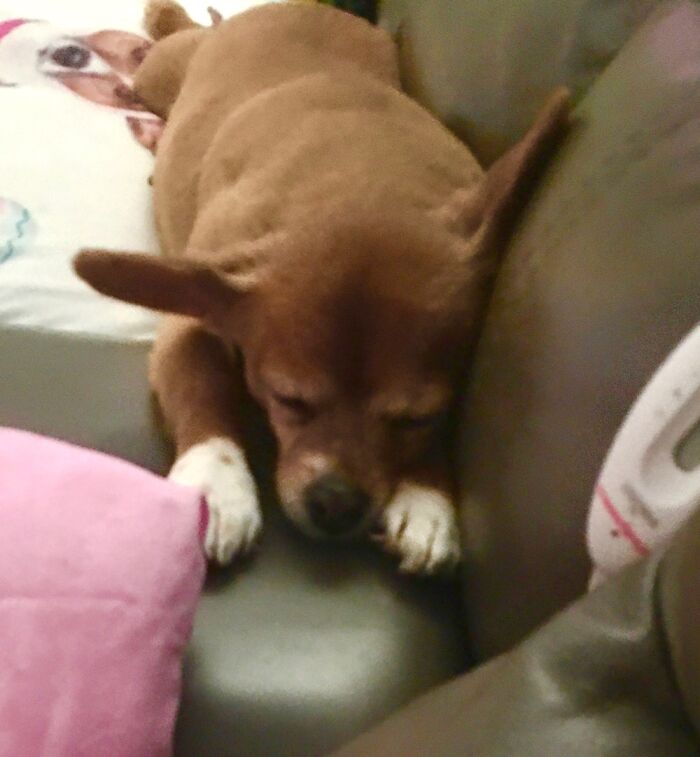 My 11 Yr Young Rescue Pup Myler Snoozing :)