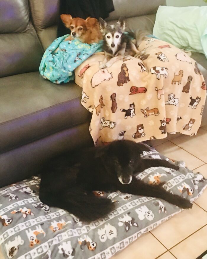 My 3 Rescue Pups Ages 11-18 Years Old. They Bring Me Lots O Happiness!