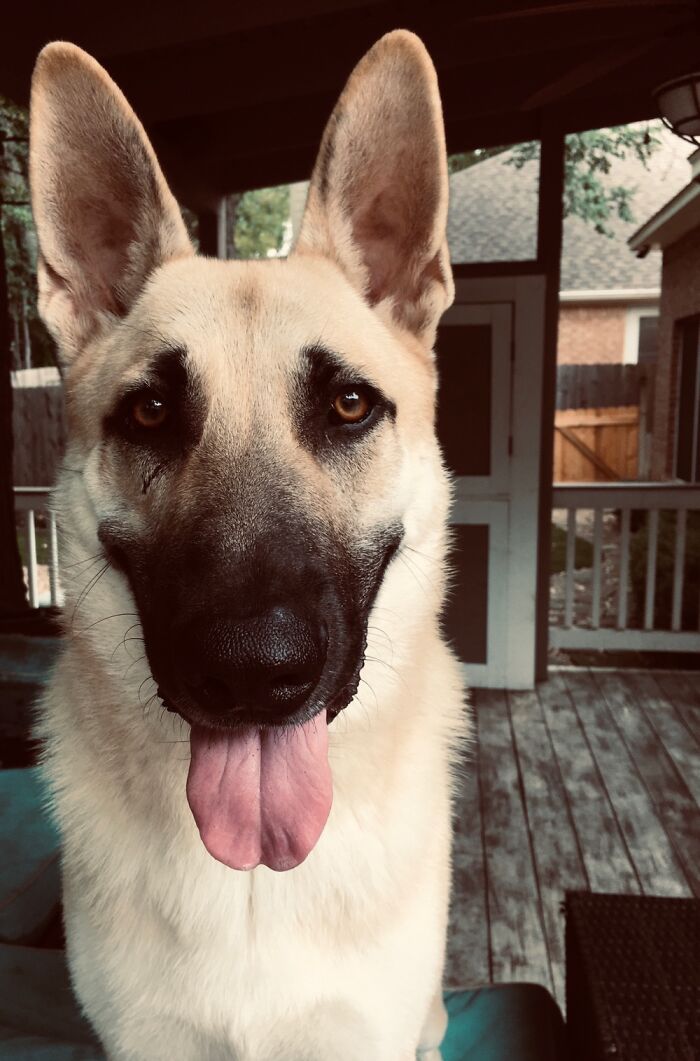 My Dog Tucker, He Loves Belly Scratches!
