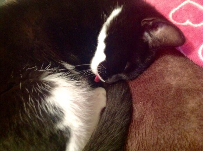 Here Is My Sleepy Rescue Kitty Ticket