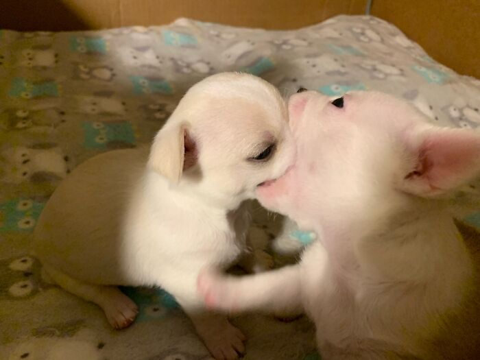 I’mmah Eat You Face!